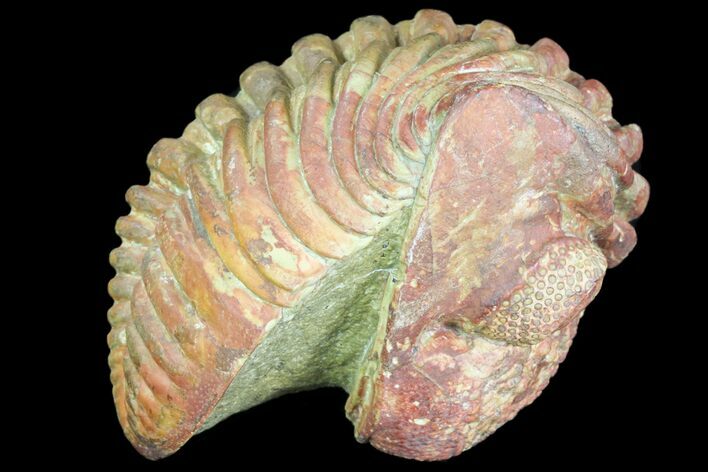 + Long Enrolled Pedinopariops Trilobite - Unique Coloration #75465